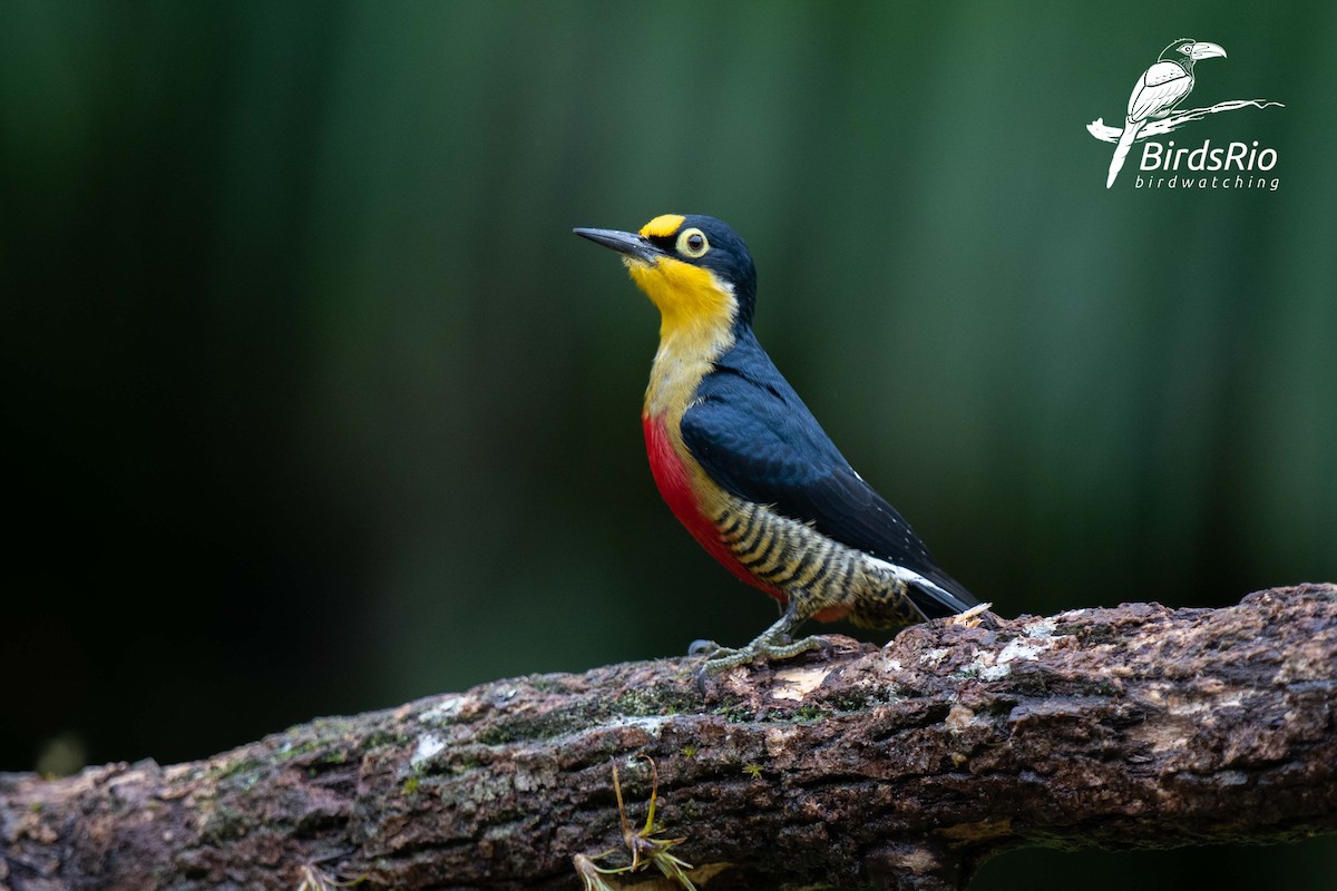 Yellow-fronted Woodpecker - ML241802761