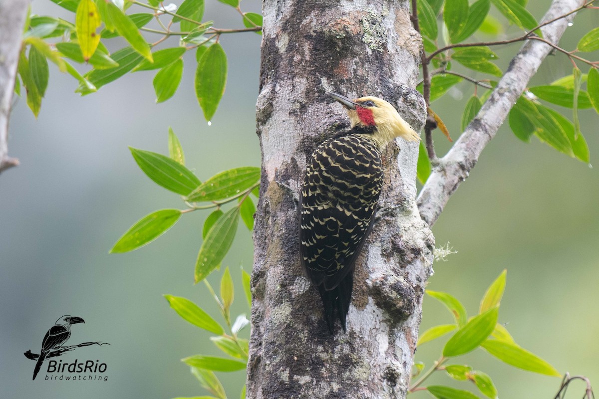 Blond-crested Woodpecker - ML241802841
