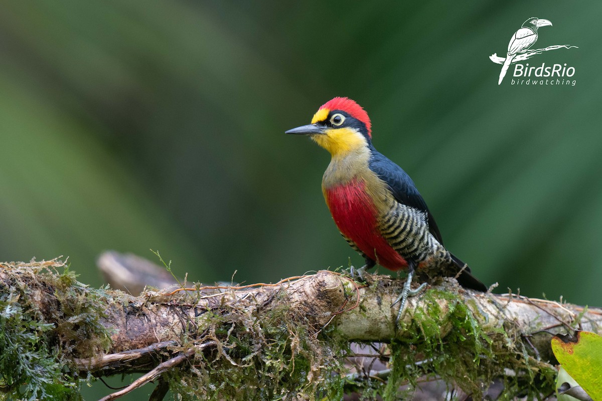 Yellow-fronted Woodpecker - ML241803021