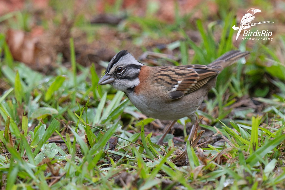 Rufous-collared Sparrow - ML241803801