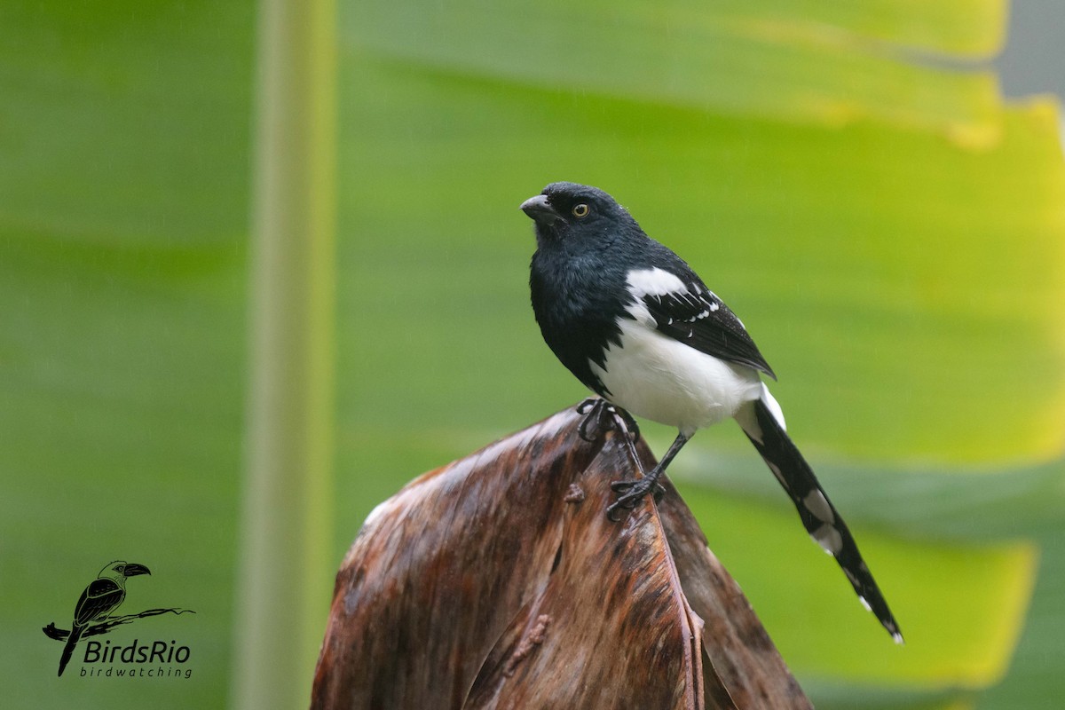 Magpie Tanager - ML241804051