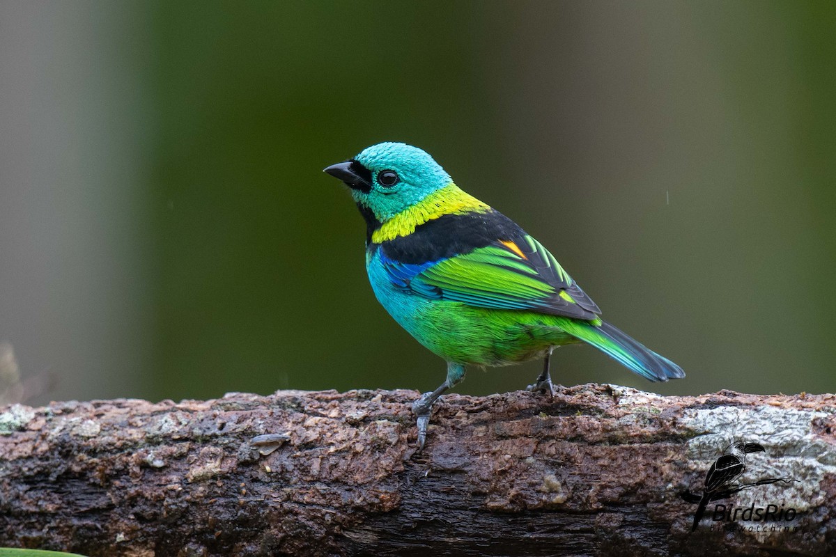 Green-headed Tanager - ML241804231