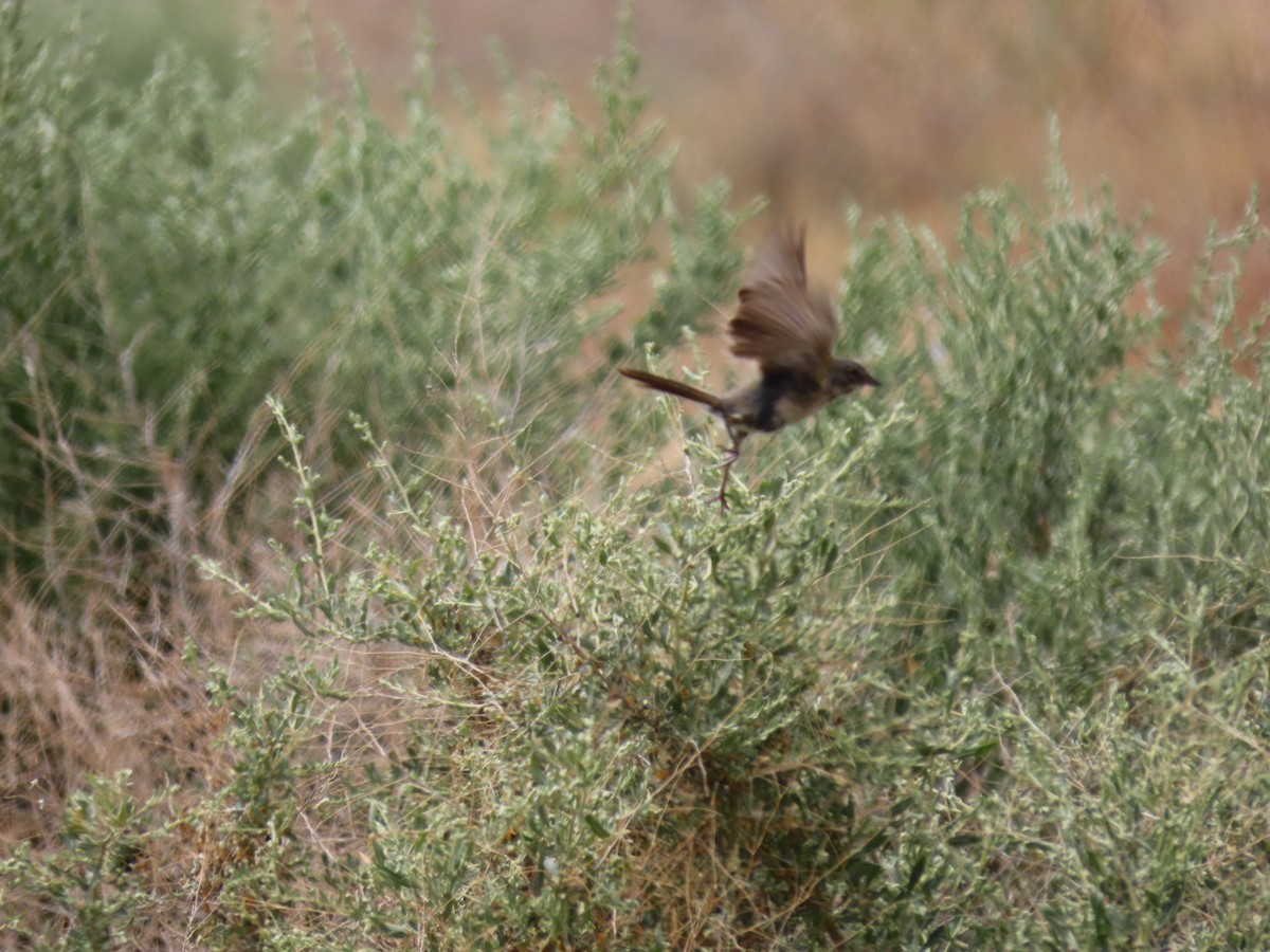 Bell's Sparrow - Long-eared Owl