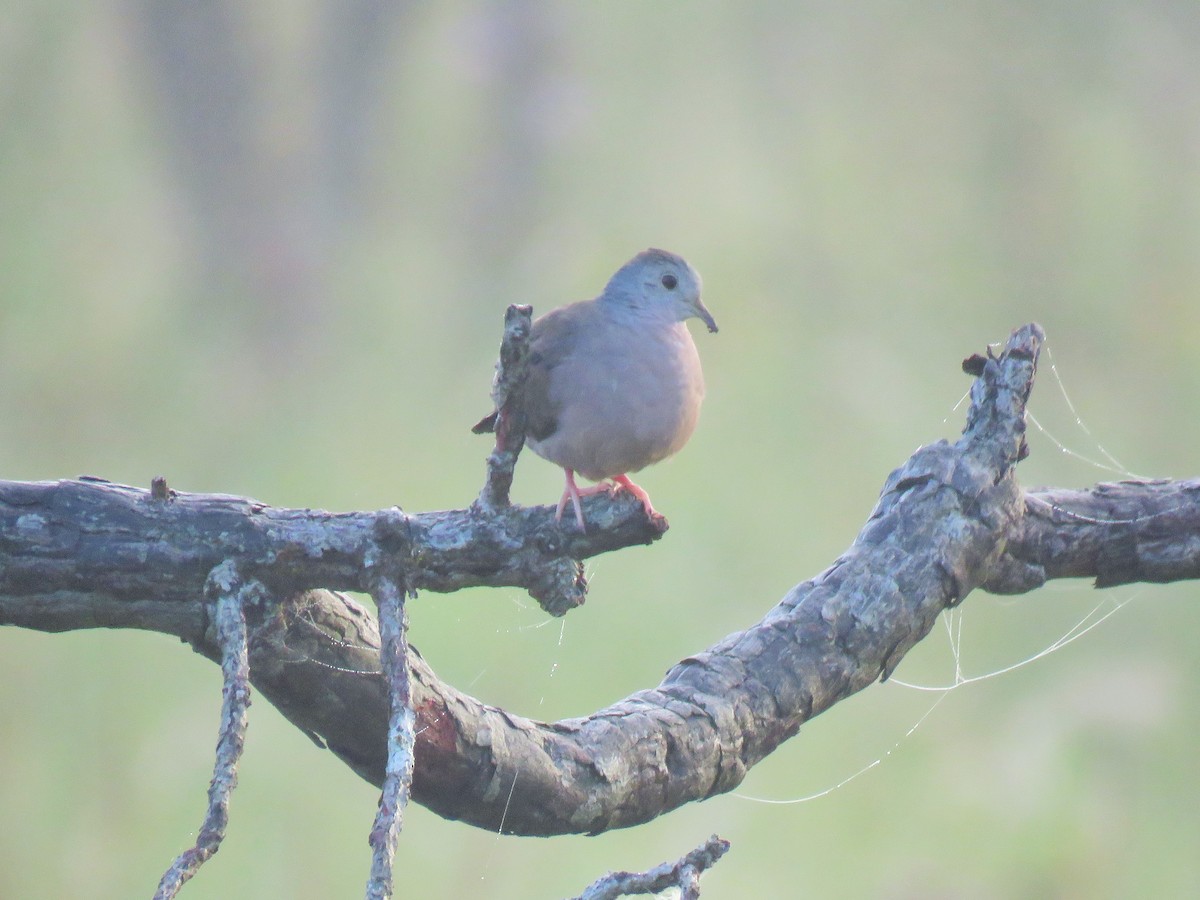 Plain-breasted Ground Dove - ML241813801