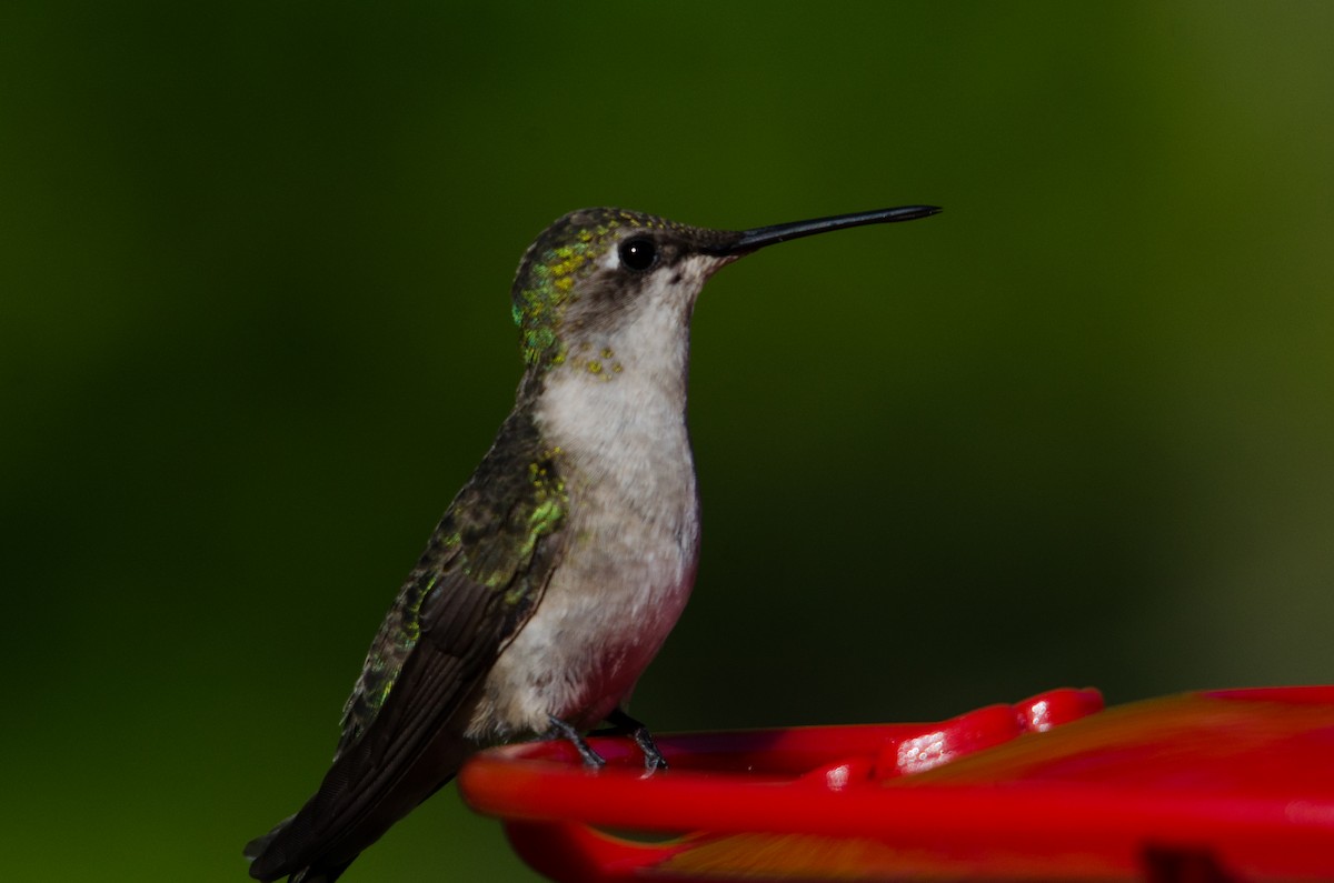 Ruby-throated Hummingbird - ML241814371