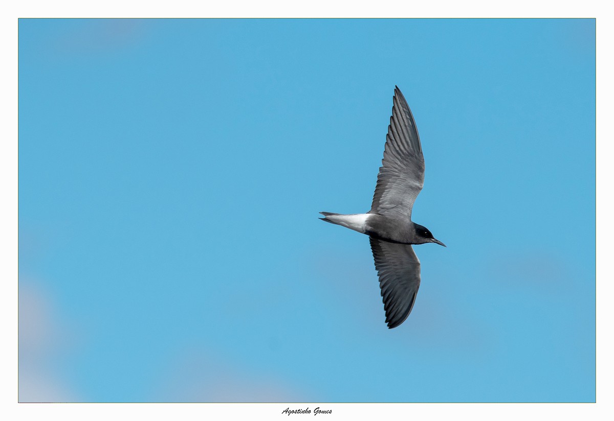 Black Tern - ML241816021