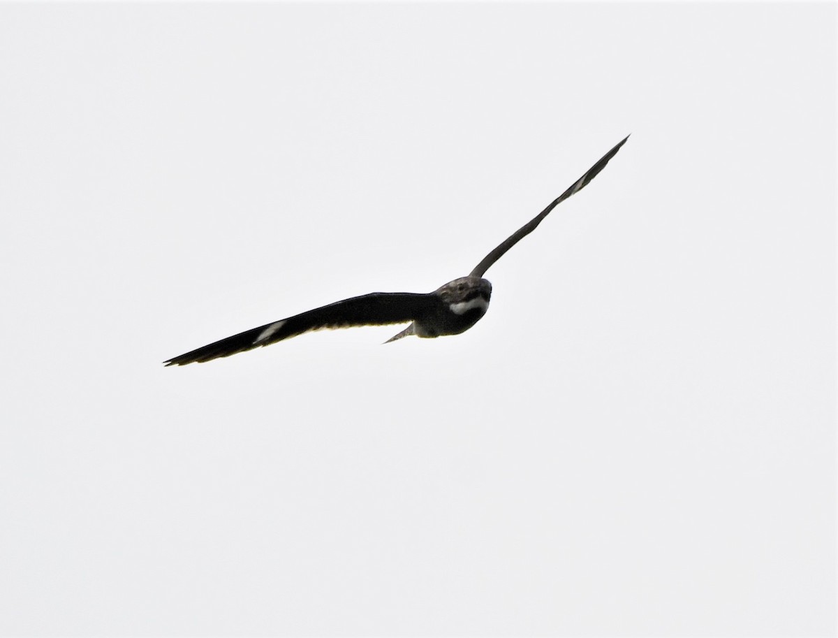 Common Nighthawk - ML241817121