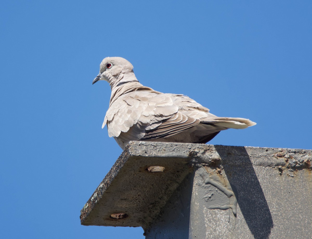 Eurasian Collared-Dove - ML241818651