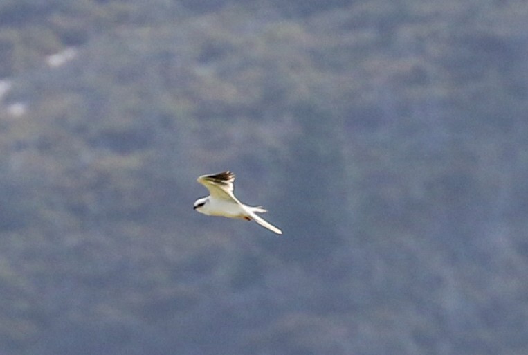 White-tailed Kite - ML241819271