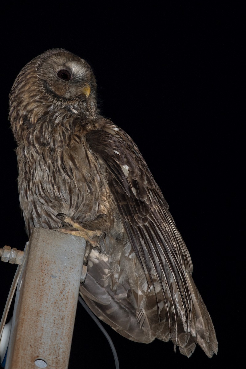 Ural Owl - ML241822151