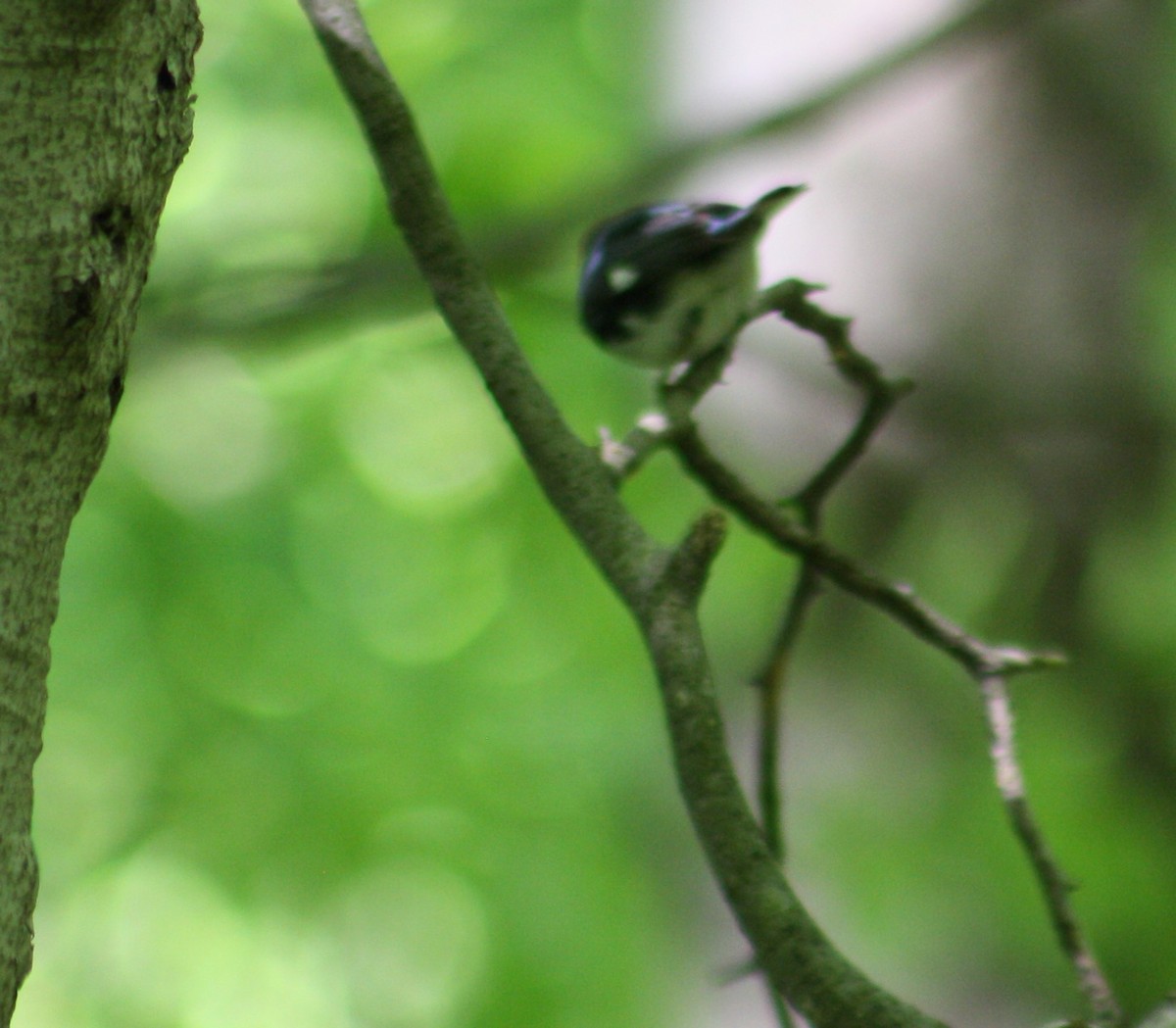 Black-throated Blue Warbler - ML241822781