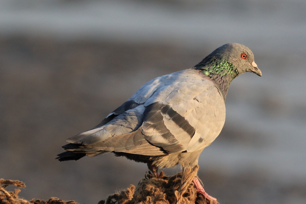 Rock Pigeon (Feral Pigeon) - Aravind Amirtharaj