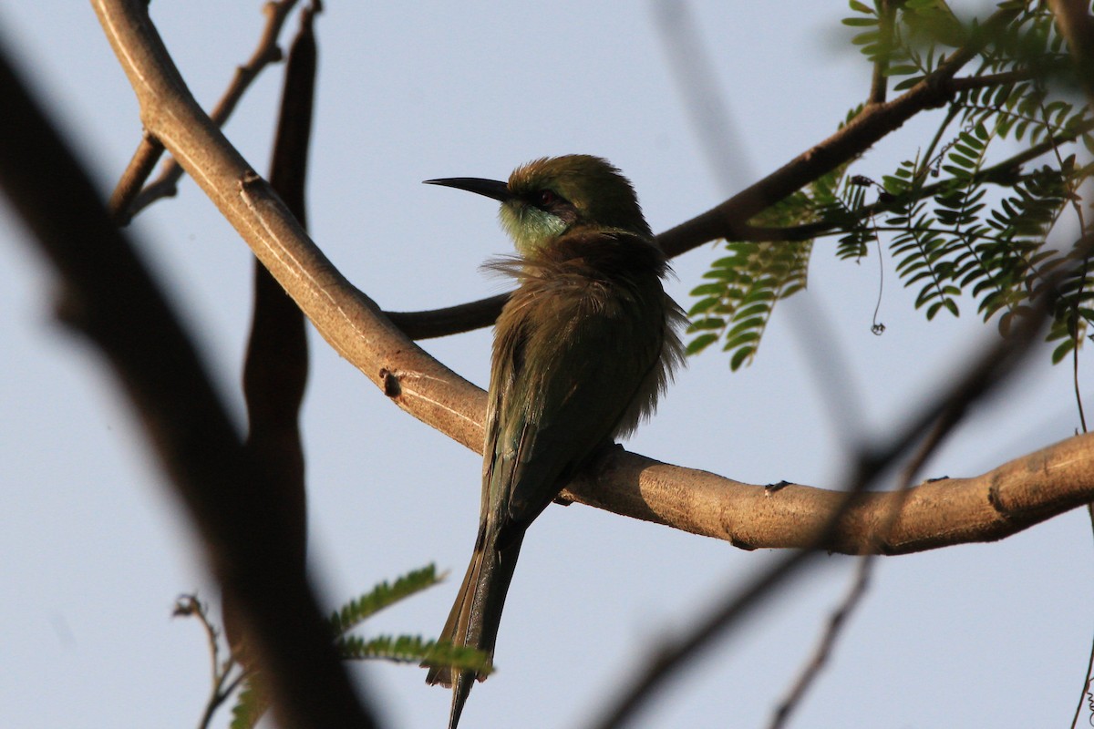 Asian Green Bee-eater - Aravind Amirtharaj