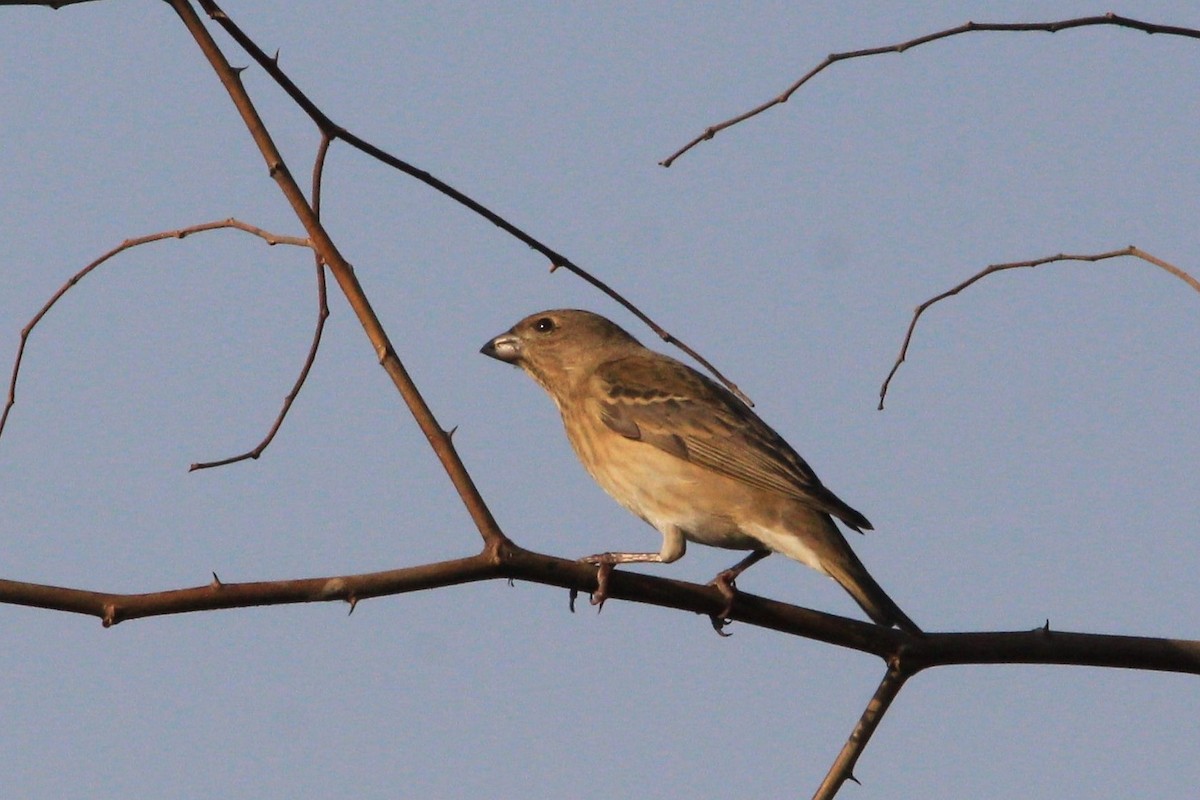 Common Rosefinch - Aravind Amirtharaj
