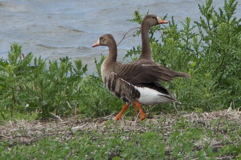 Greater White-fronted Goose - ML241828671