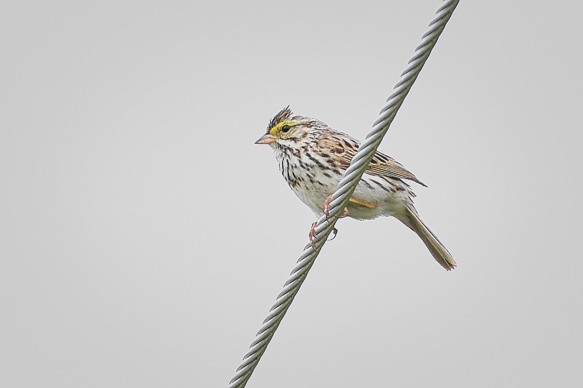 Savannah Sparrow - ML241829141