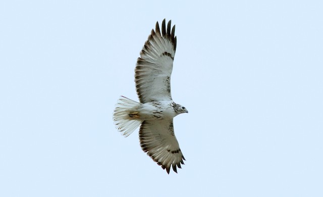 Adult light-morph. - Red-tailed Hawk (Harlan's) - 