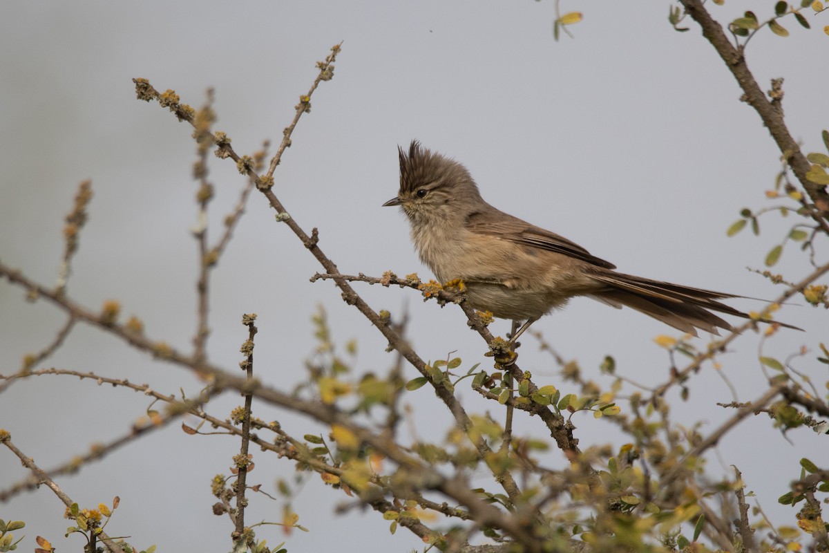 Tufted Tit-Spinetail - ML241830661