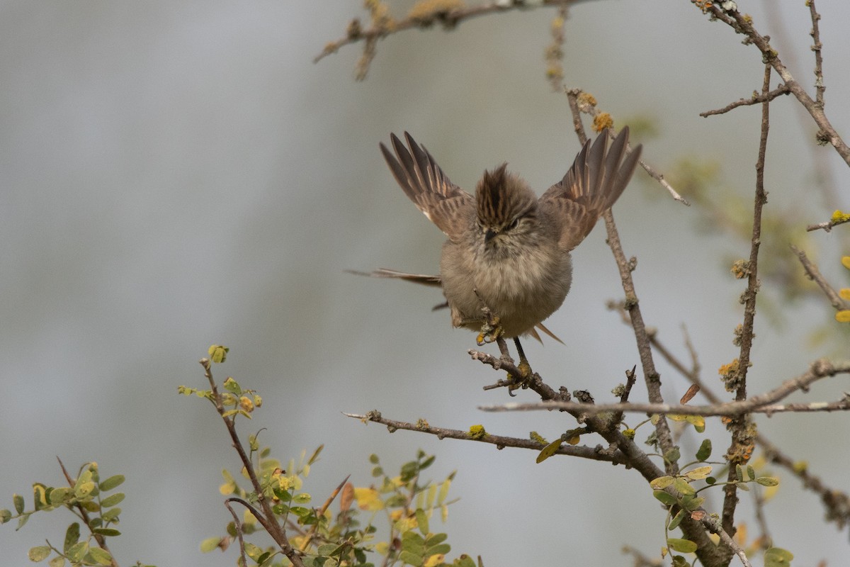 Tufted Tit-Spinetail - ML241830681