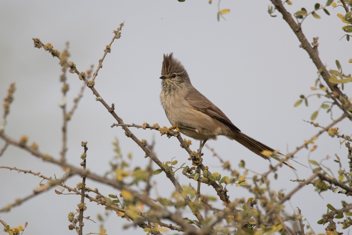 Tufted Tit-Spinetail - ML241830691