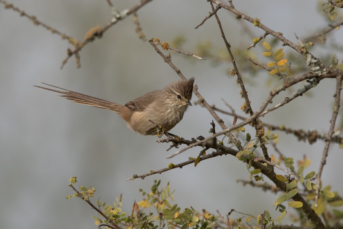 Tufted Tit-Spinetail - ML241830711
