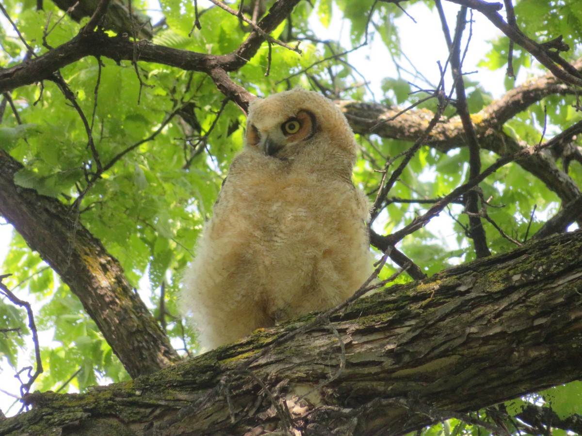 Great Horned Owl - ML241832431