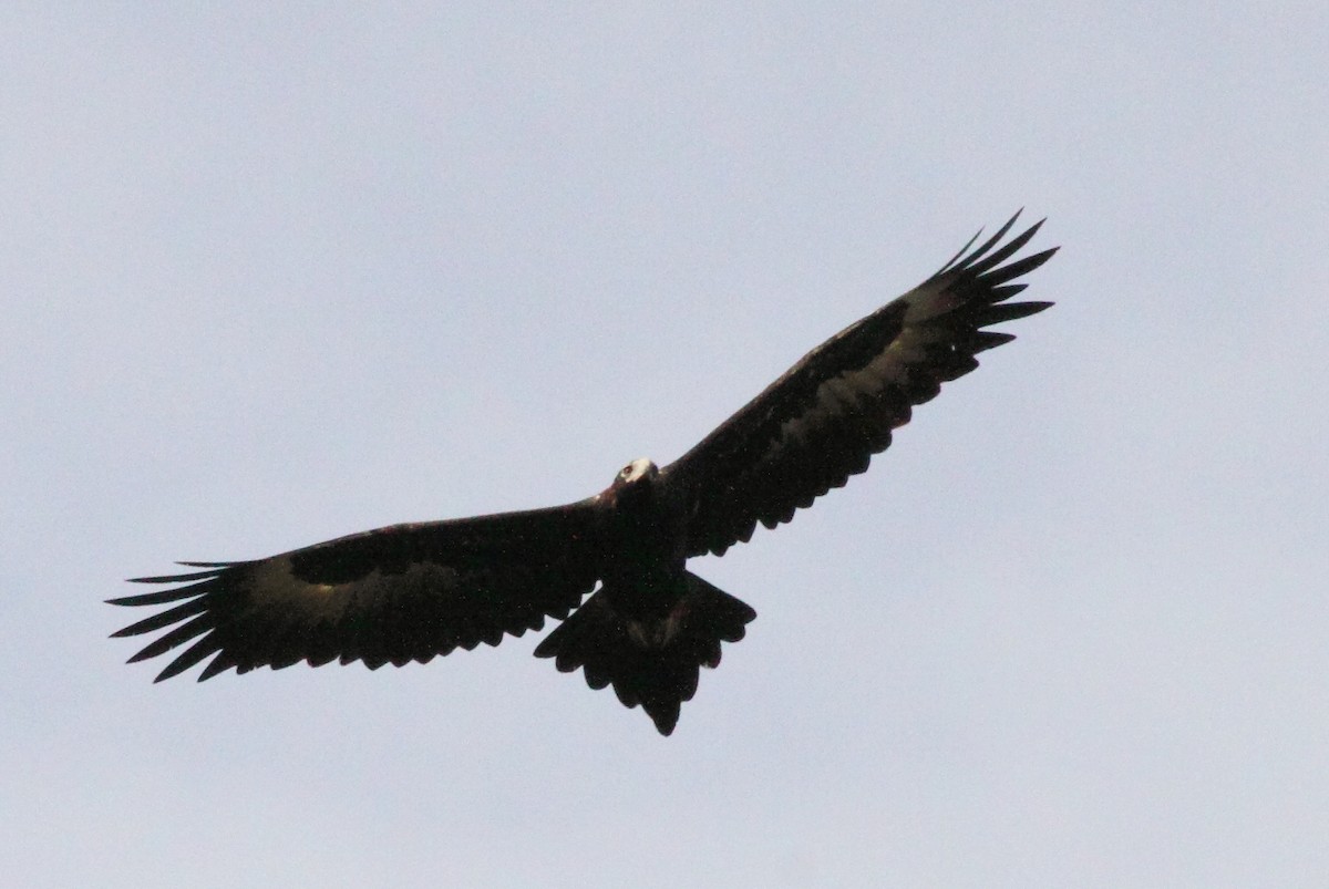 Wedge-tailed Eagle - ML241833881