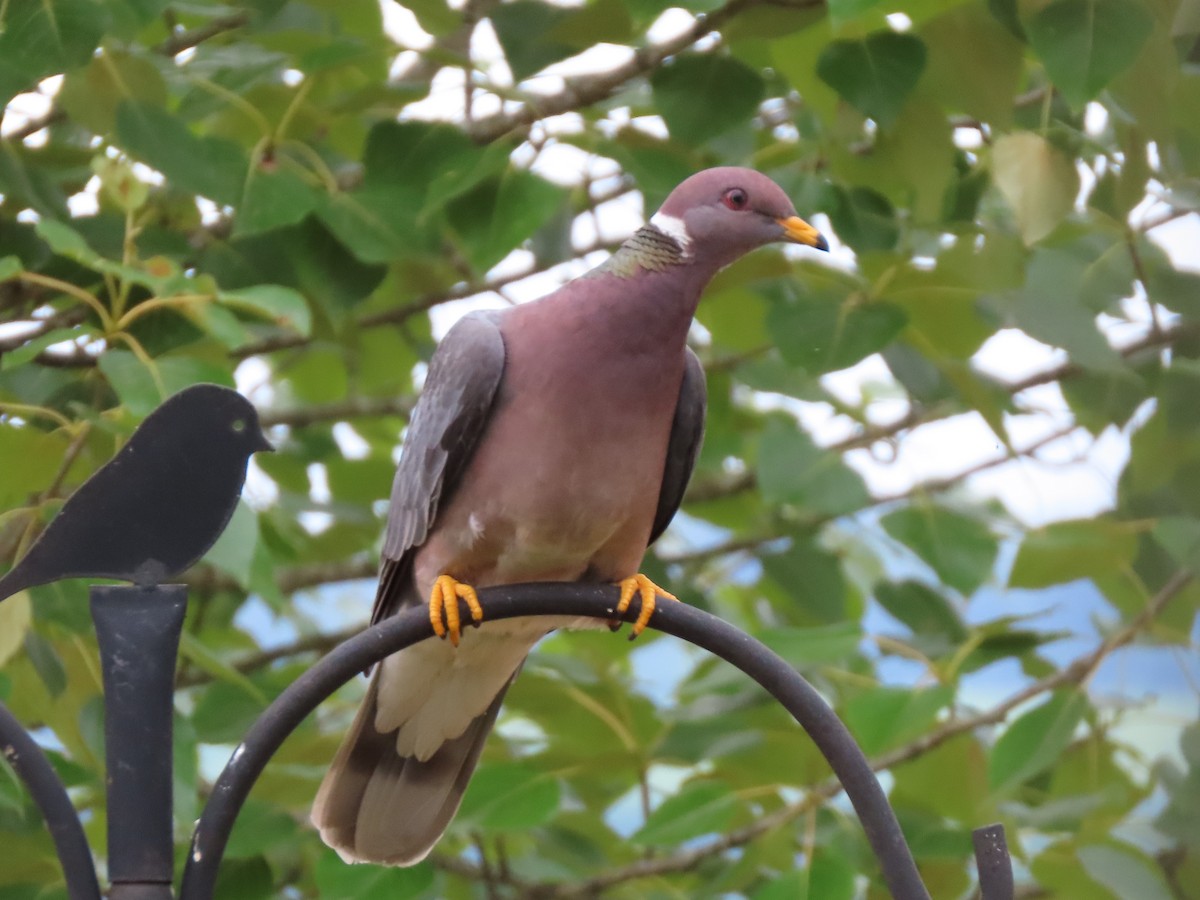 Band-tailed Pigeon - Joan Baker