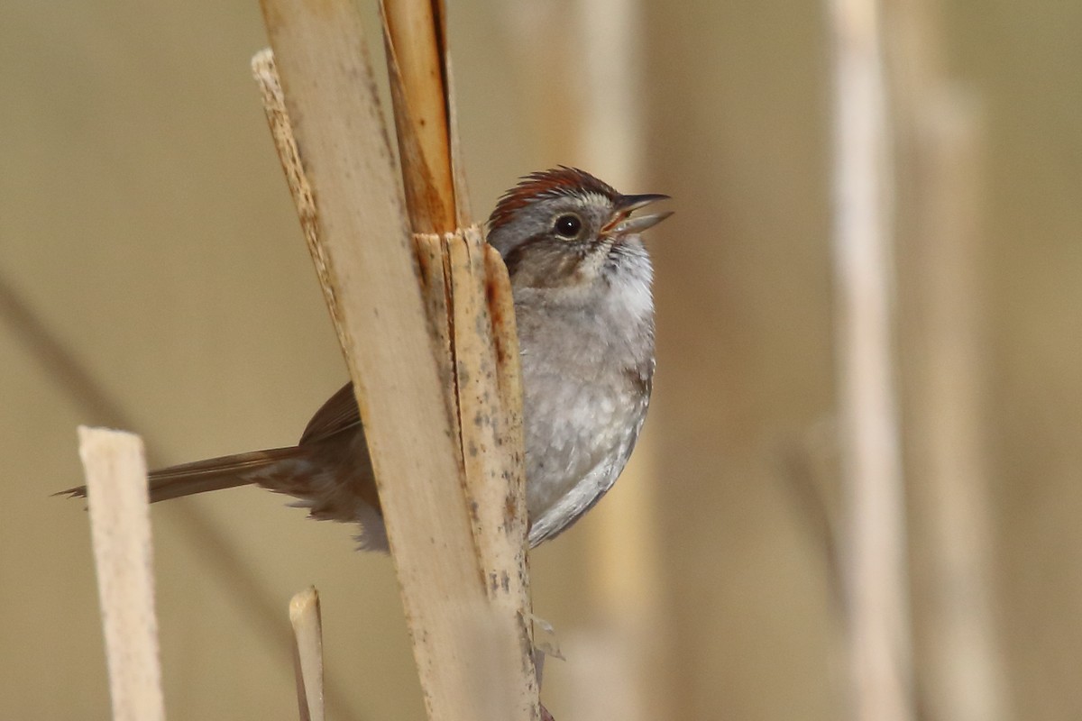 Swamp Sparrow - Douglas Faulder