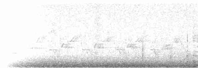 Cormoran à aigrettes - ML24184101