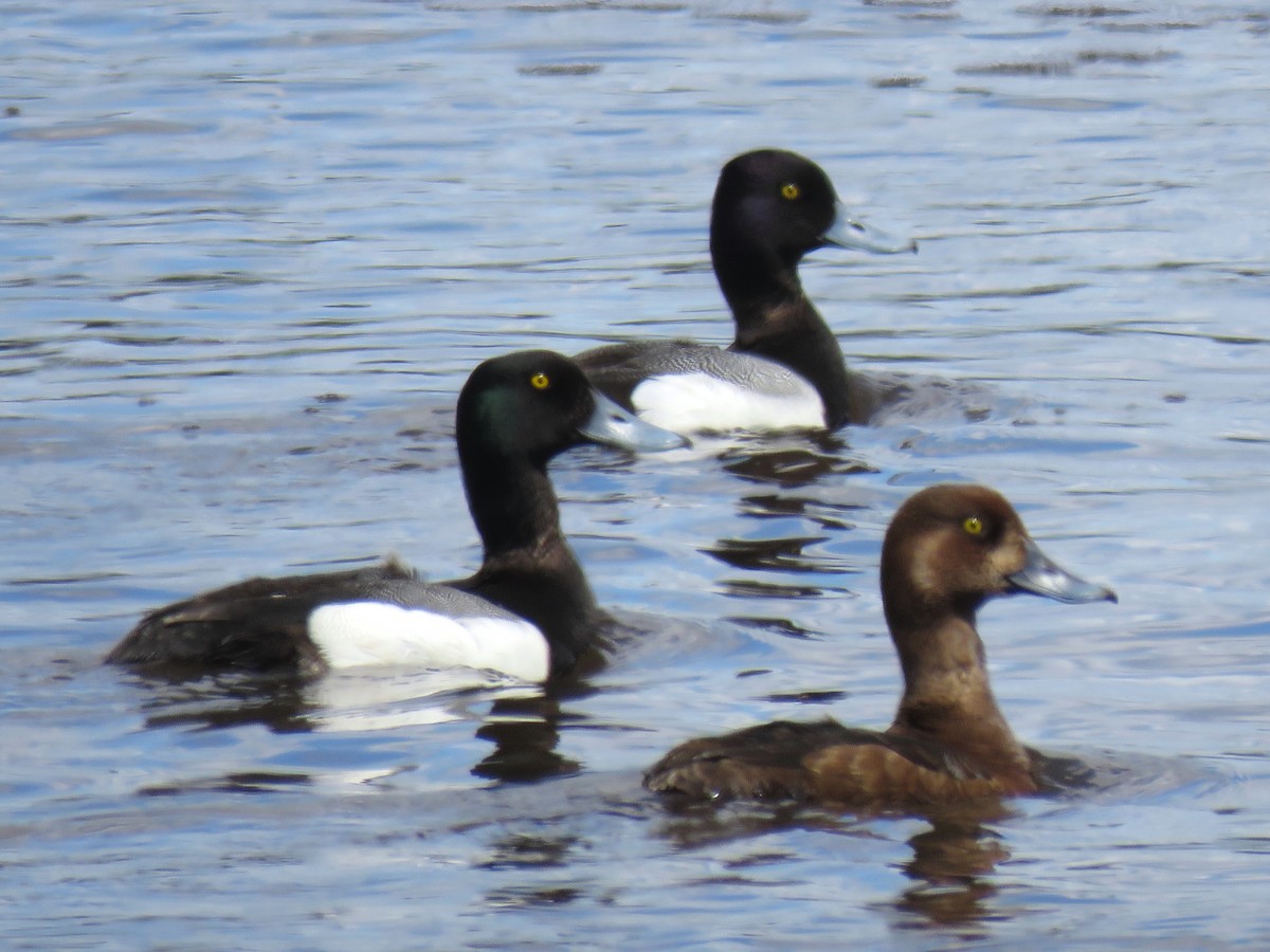 Greater Scaup - ML241841041