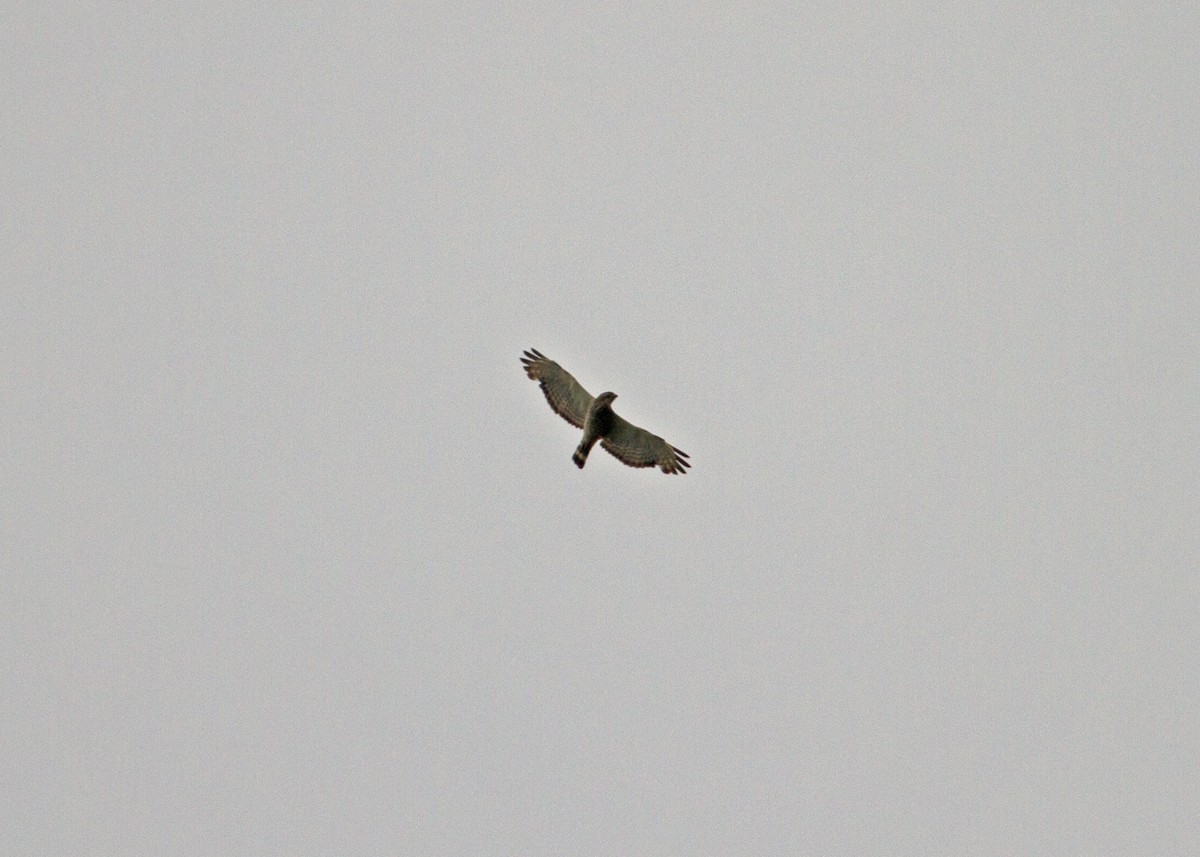 Broad-winged Hawk (Northern) - ML241842041