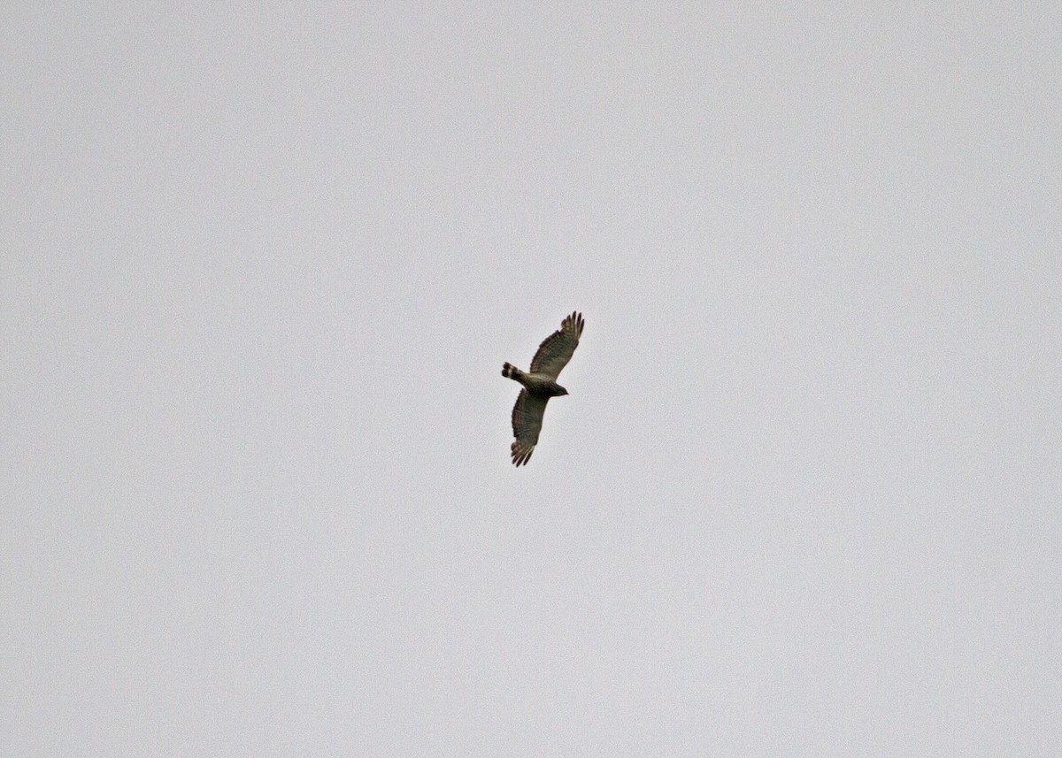 Broad-winged Hawk (Northern) - N. Wade Snyder