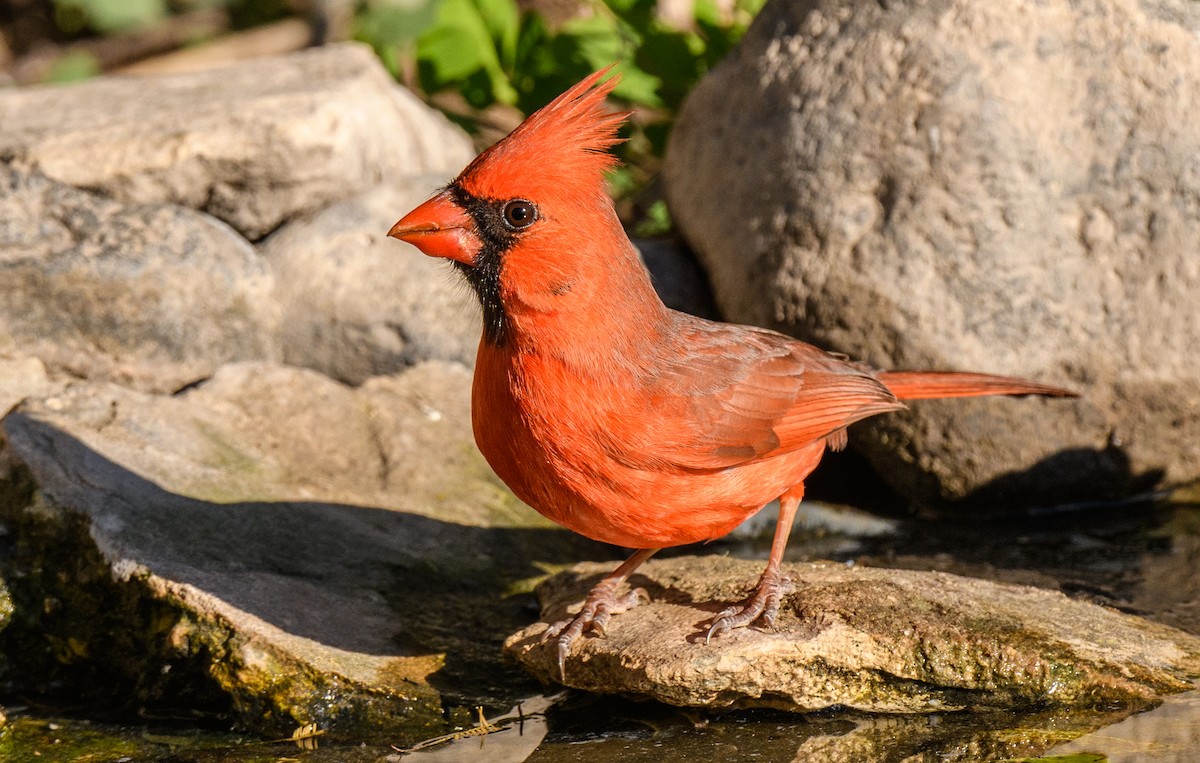 Cardinal rouge - ML241844101