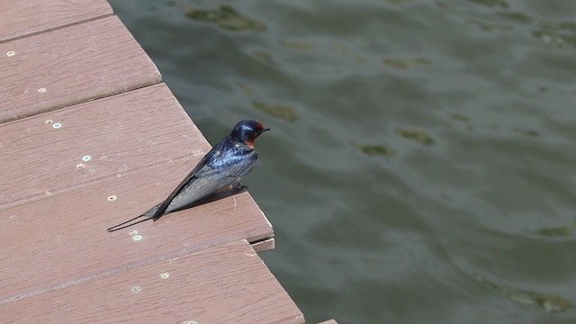 Barn Swallow (American) - ML241844541