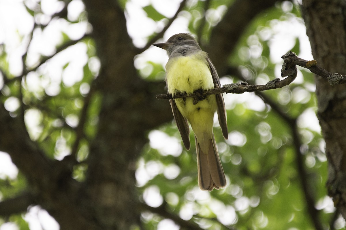Great Crested Flycatcher - ML241844581