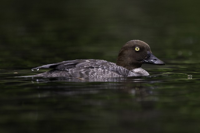 Goldeneye Hen