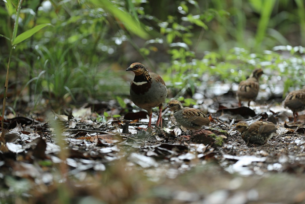 White-necklaced Partridge - Qiang Zeng