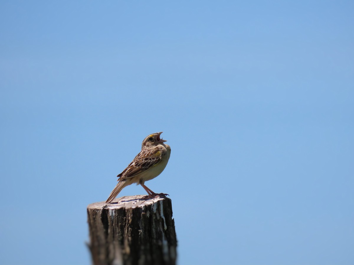 Grasshopper Sparrow - ML241846561