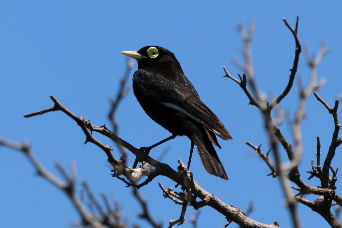 Spectacled Tyrant - ML241846781