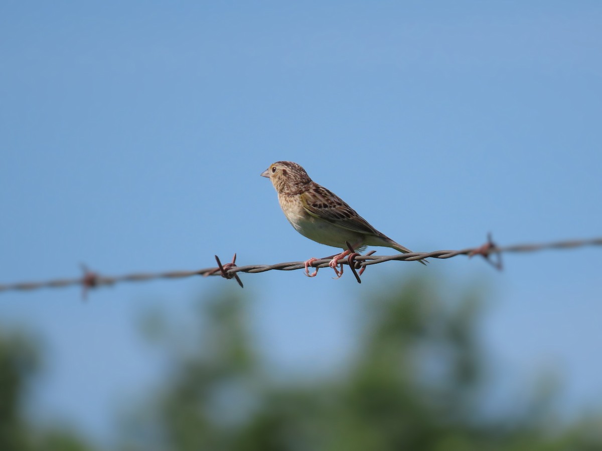 Grasshopper Sparrow - ML241847351