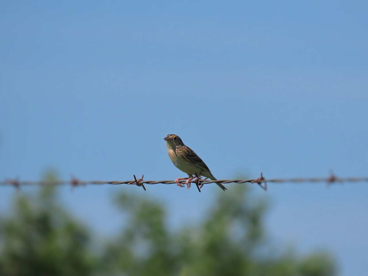 Grasshopper Sparrow - ML241847411