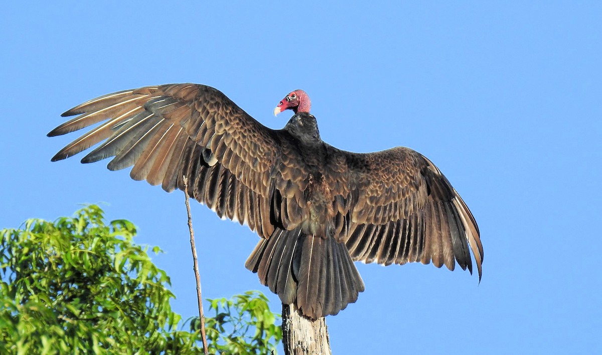 Turkey Vulture - ML241852741