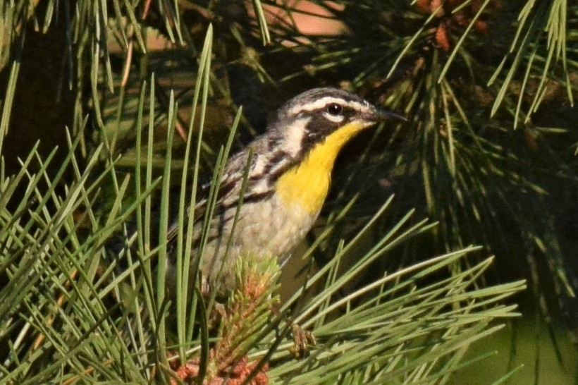 Yellow-throated Warbler - ML241859441