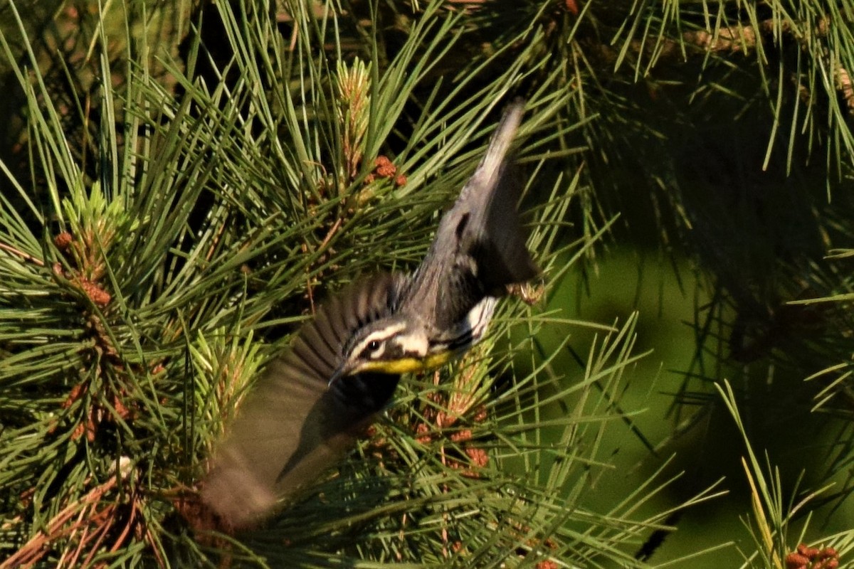 Yellow-throated Warbler - ML241859491