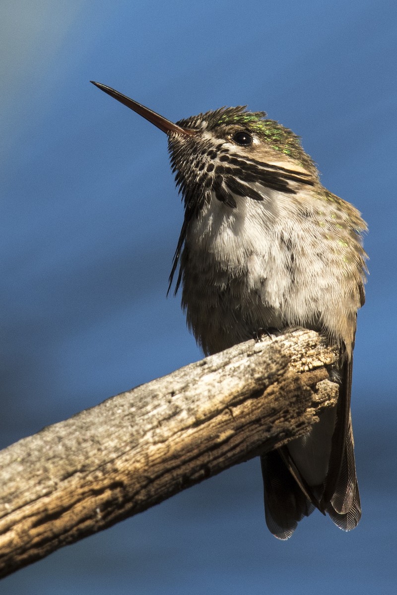 Calliope Hummingbird - ML241859581