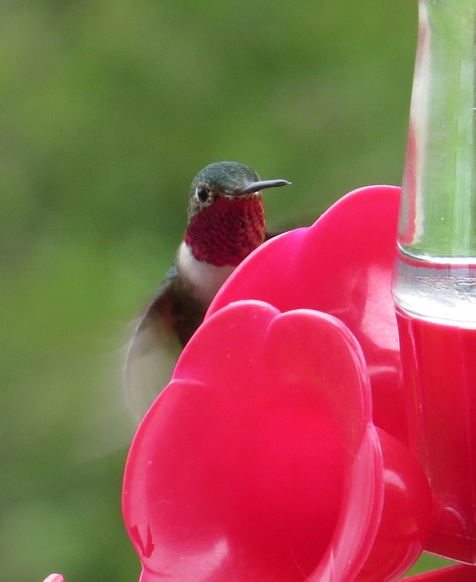 Broad-tailed Hummingbird - ML241859861