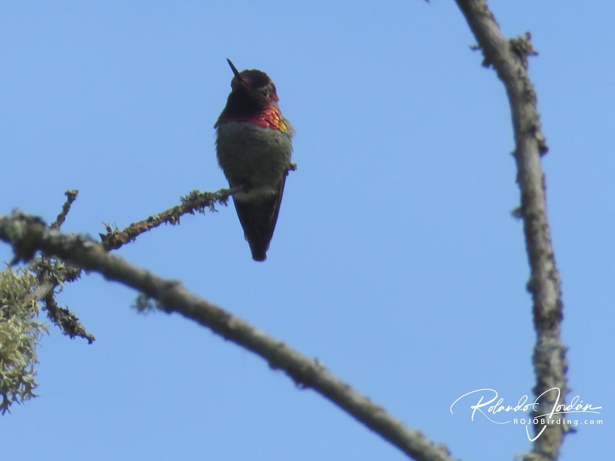 Anna's Hummingbird - Rolando Jordan