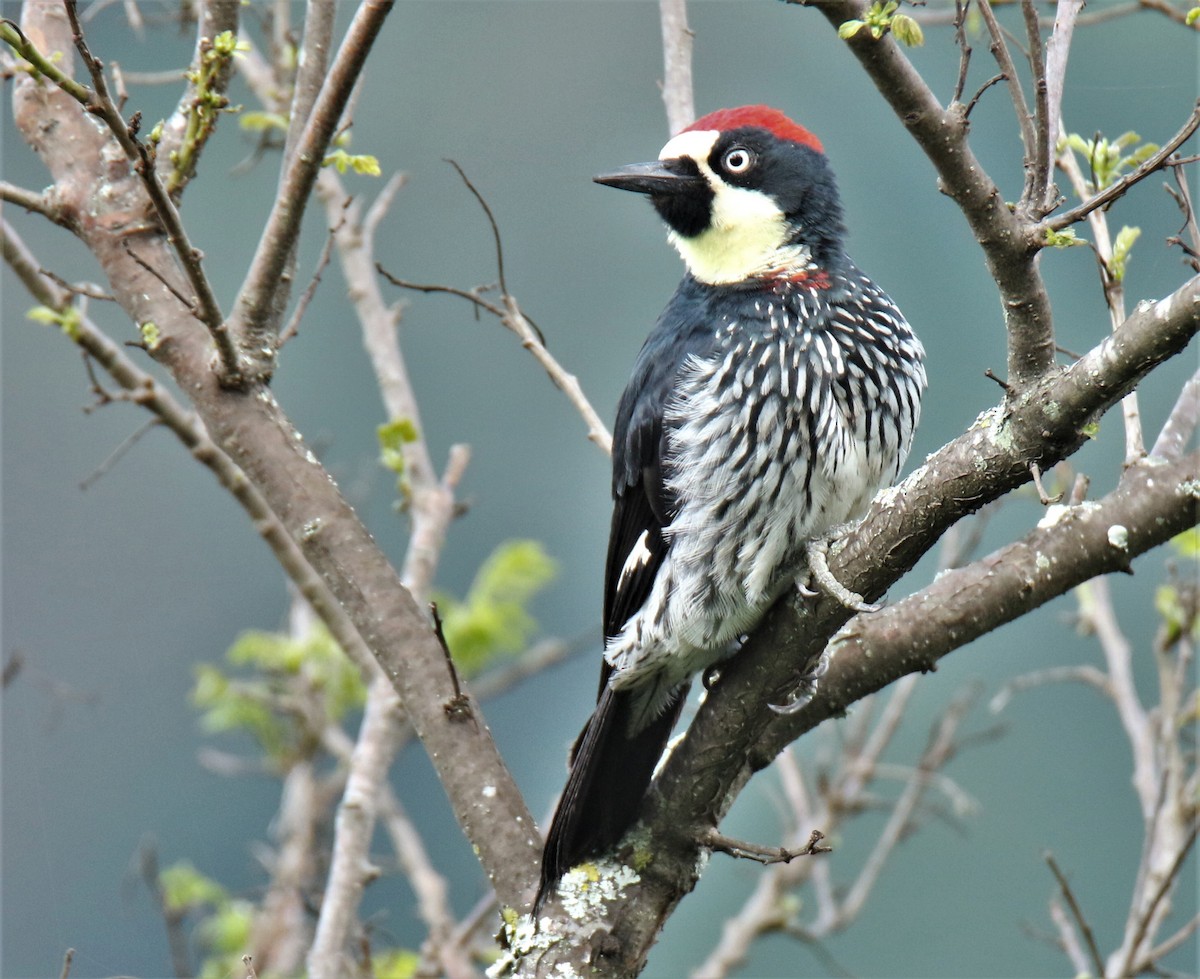 Acorn Woodpecker (Acorn) - Josue  de León Lux (Birding Guide) josuedeleonlux@gmail.com +502 3068 8988