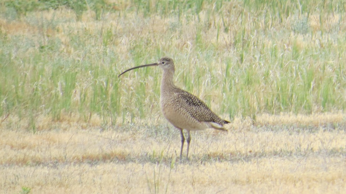 Long-billed Curlew - ML241865801